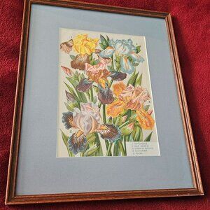 vintage botanical of different iris varieties the iris are numbered with names